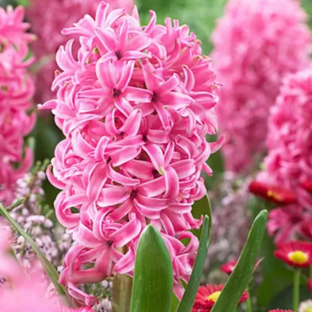 Hyacint 'Pink Pearl'