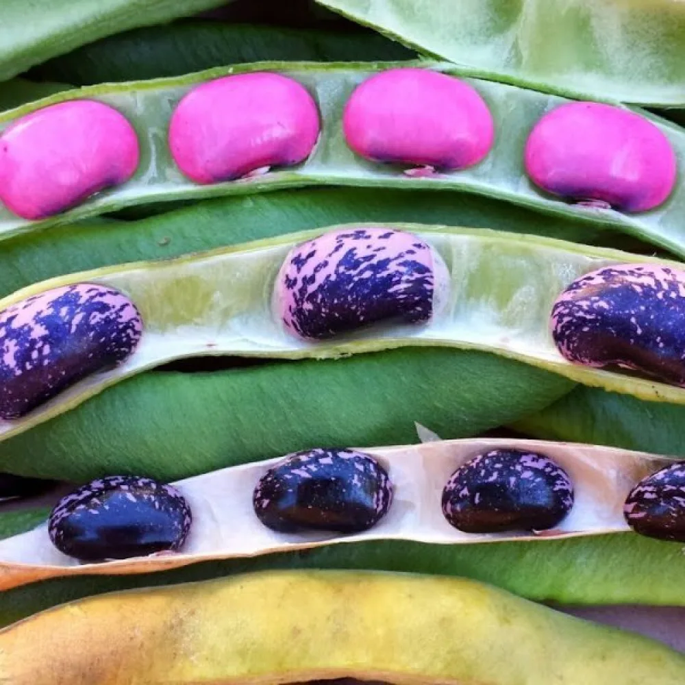 Rosenböna 'Scarlet Emperor'