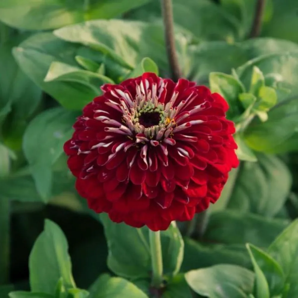 Zinnia 'Super Yoga Red'