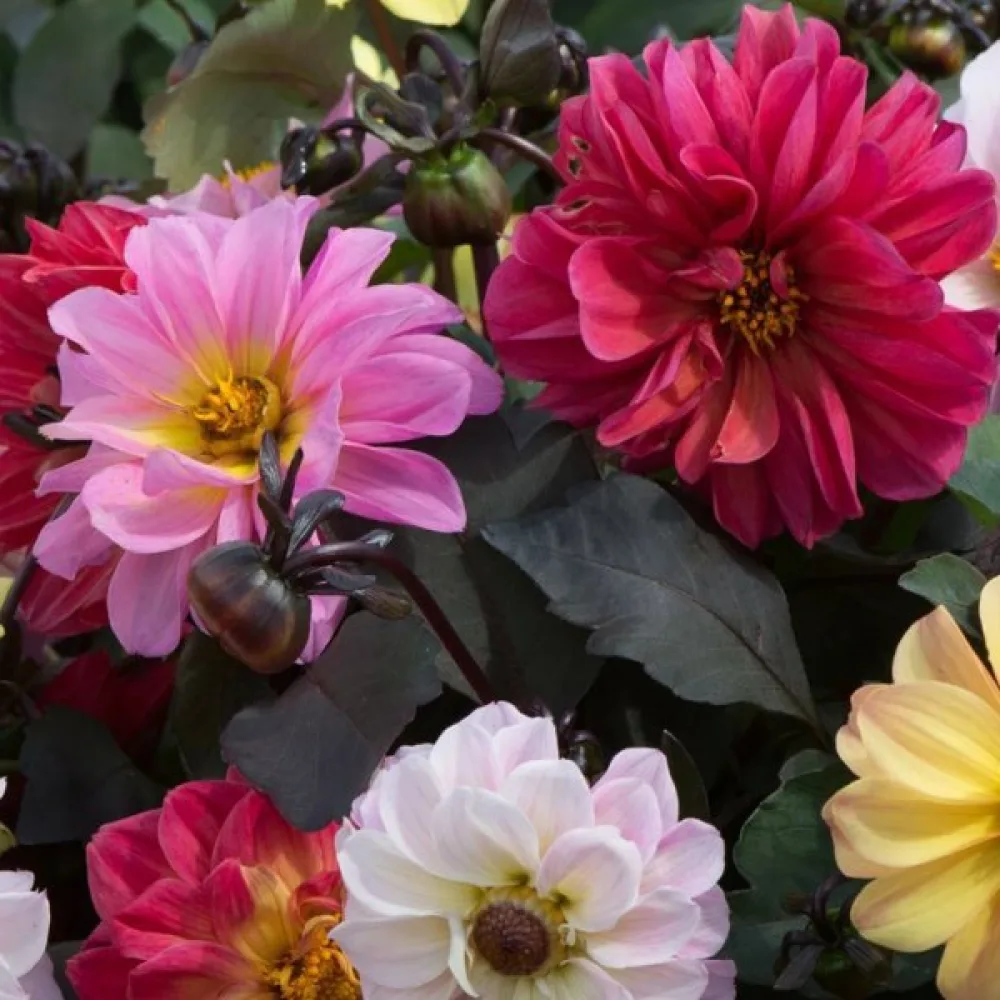 Lågväxande dahlia, mörkbladig – blandning
