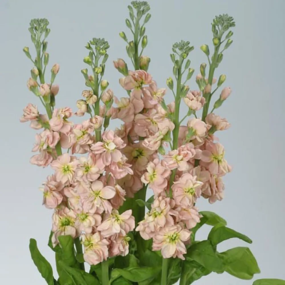 Lövkoja Matthiola incana, laxrosa