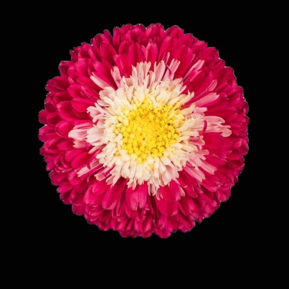 Sommaraster Pompon 'Gusford Supreme' – röd med vit