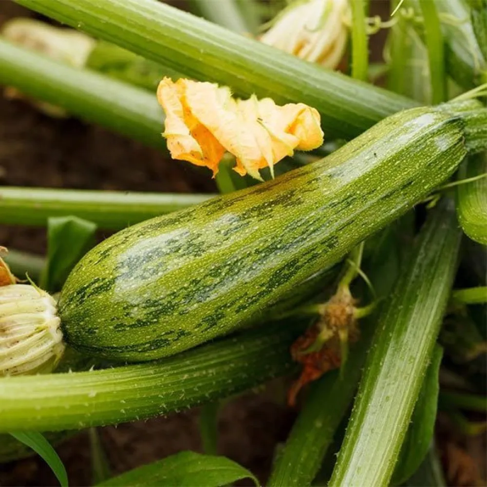 Zucchini 'Nimba'
