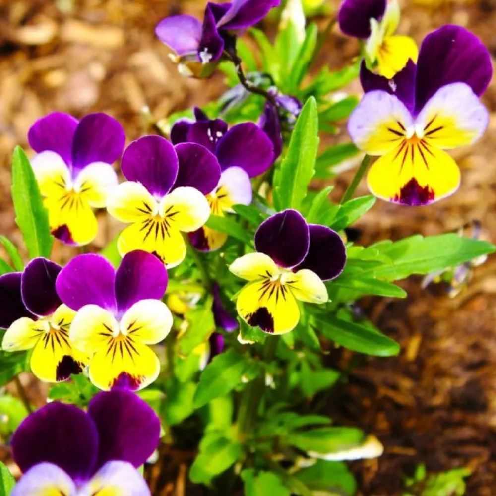 Hornviol 'Helen Mount'