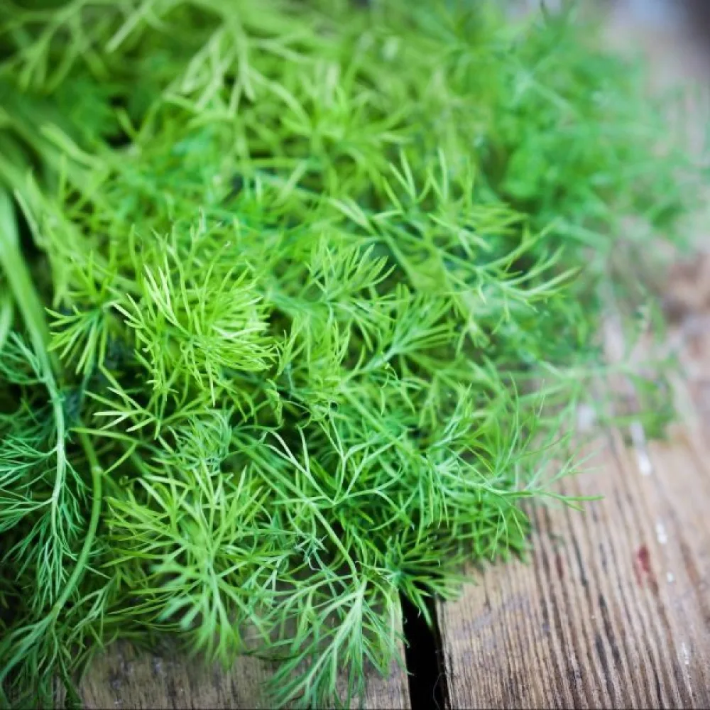 Dill 'Tetra'