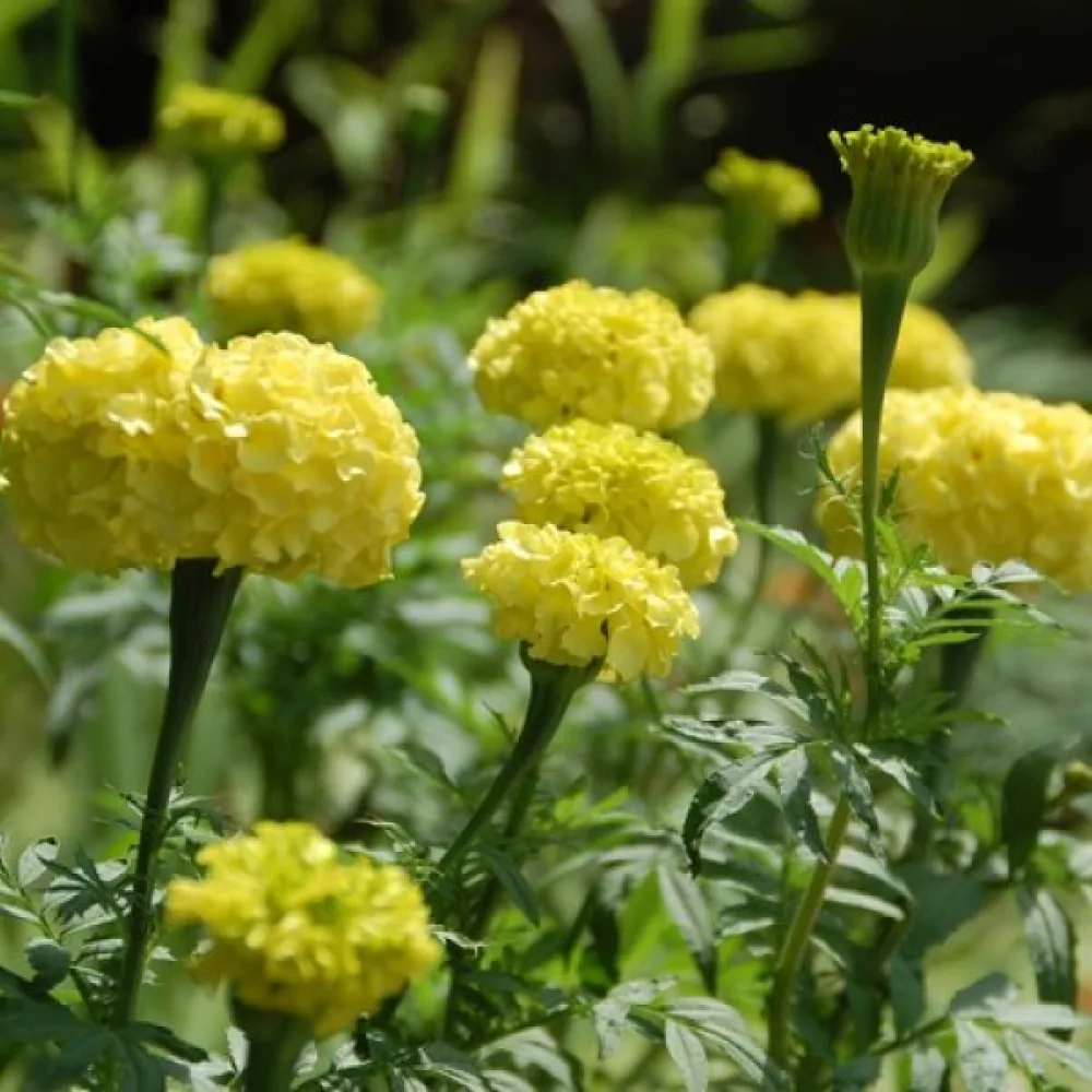 Afrikansk tagetes 'Moonlight'