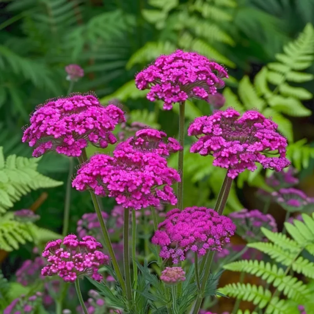Röllika 'Cerise Queen'
