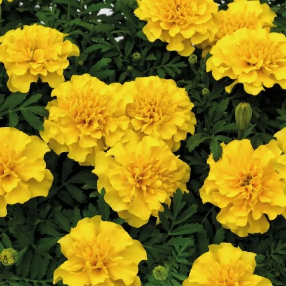 Fransk tagetes 'Boy Golden'