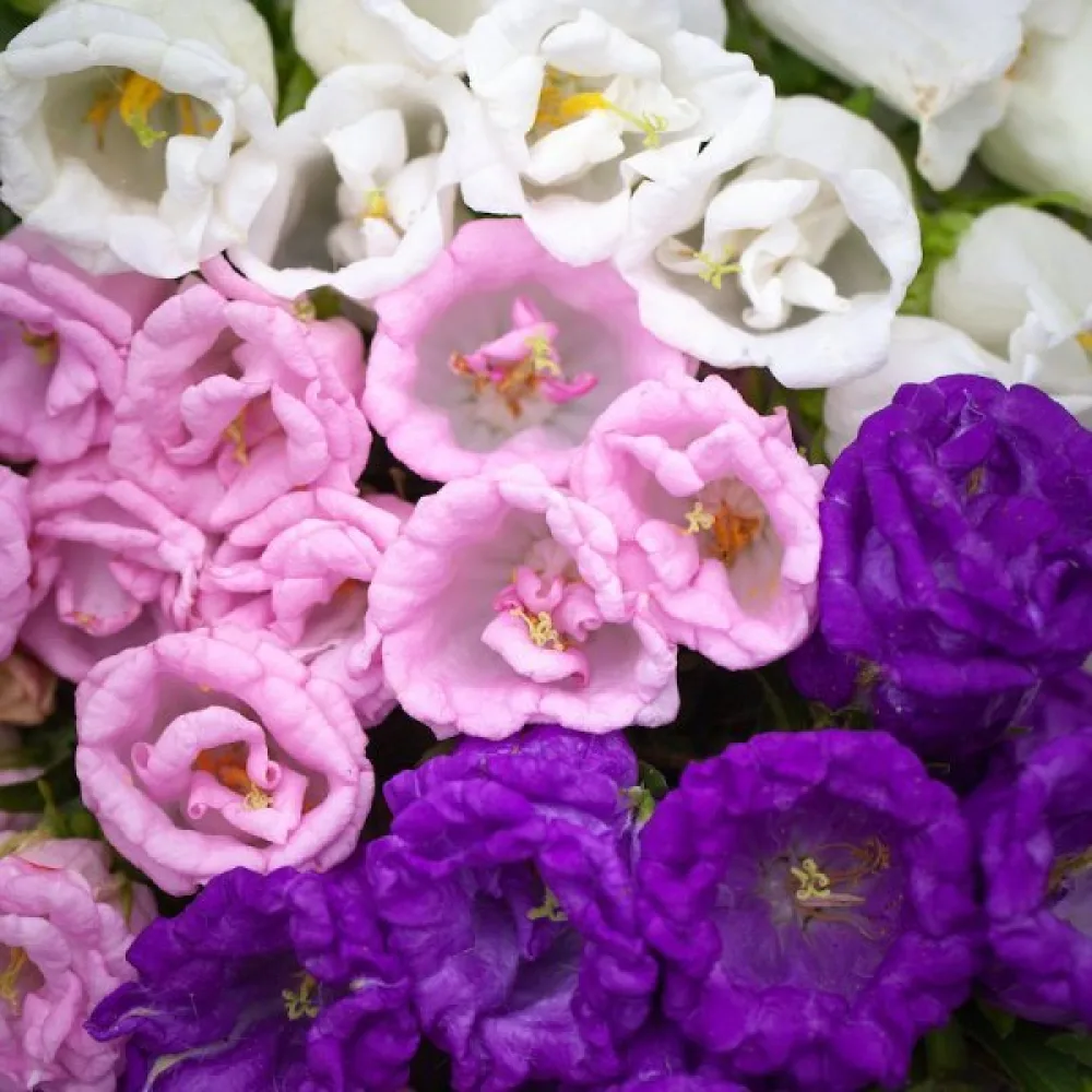 Mariaklocka Campanula medium, fylld, mix