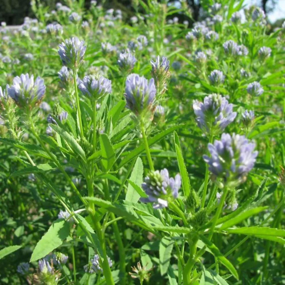 Blå bockhornsklöver Trigonella caerulea