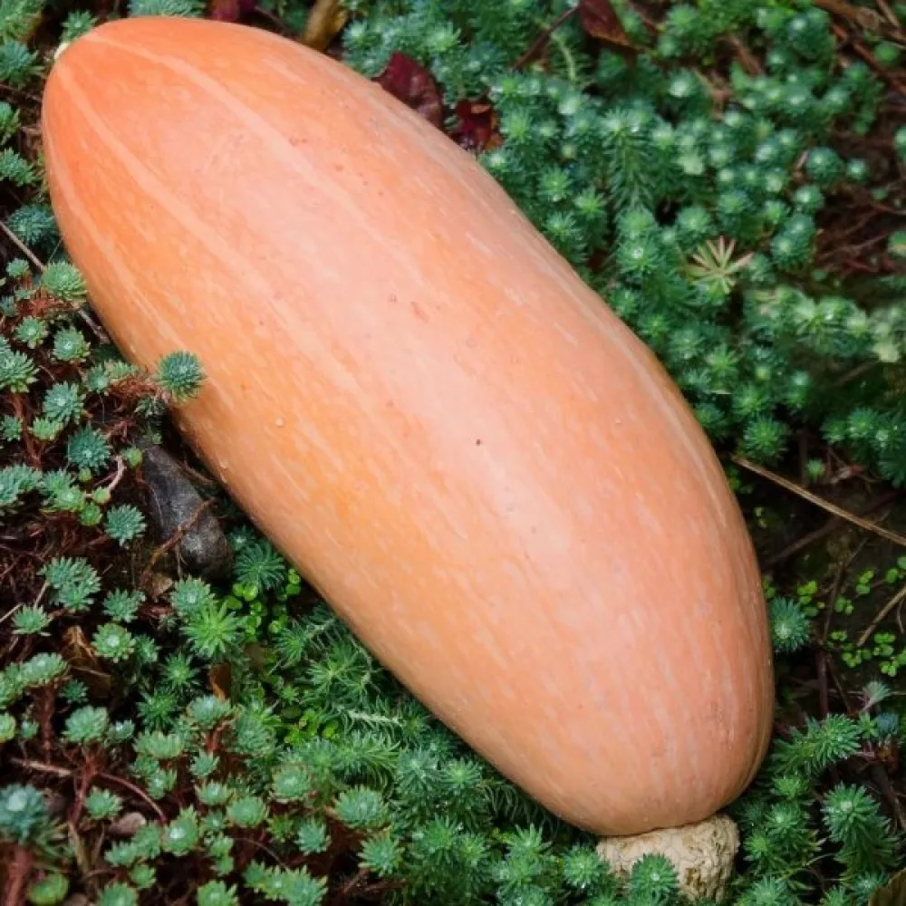 Pumpa 'Pink Banana Jumbo'