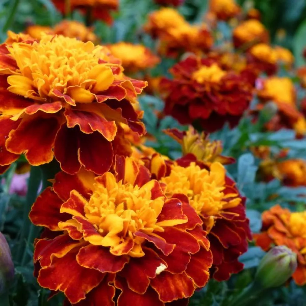 Fransk tagetes 'Goldköpfchen'