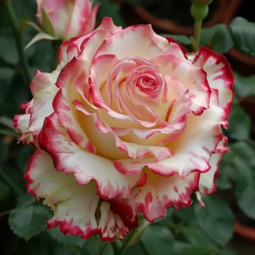 Ros 'Creamy Fiery Ray' – barrotad