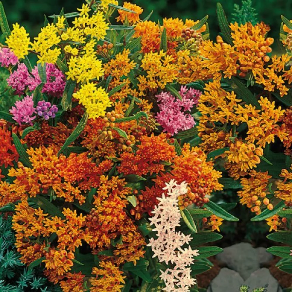Sidenört – mix