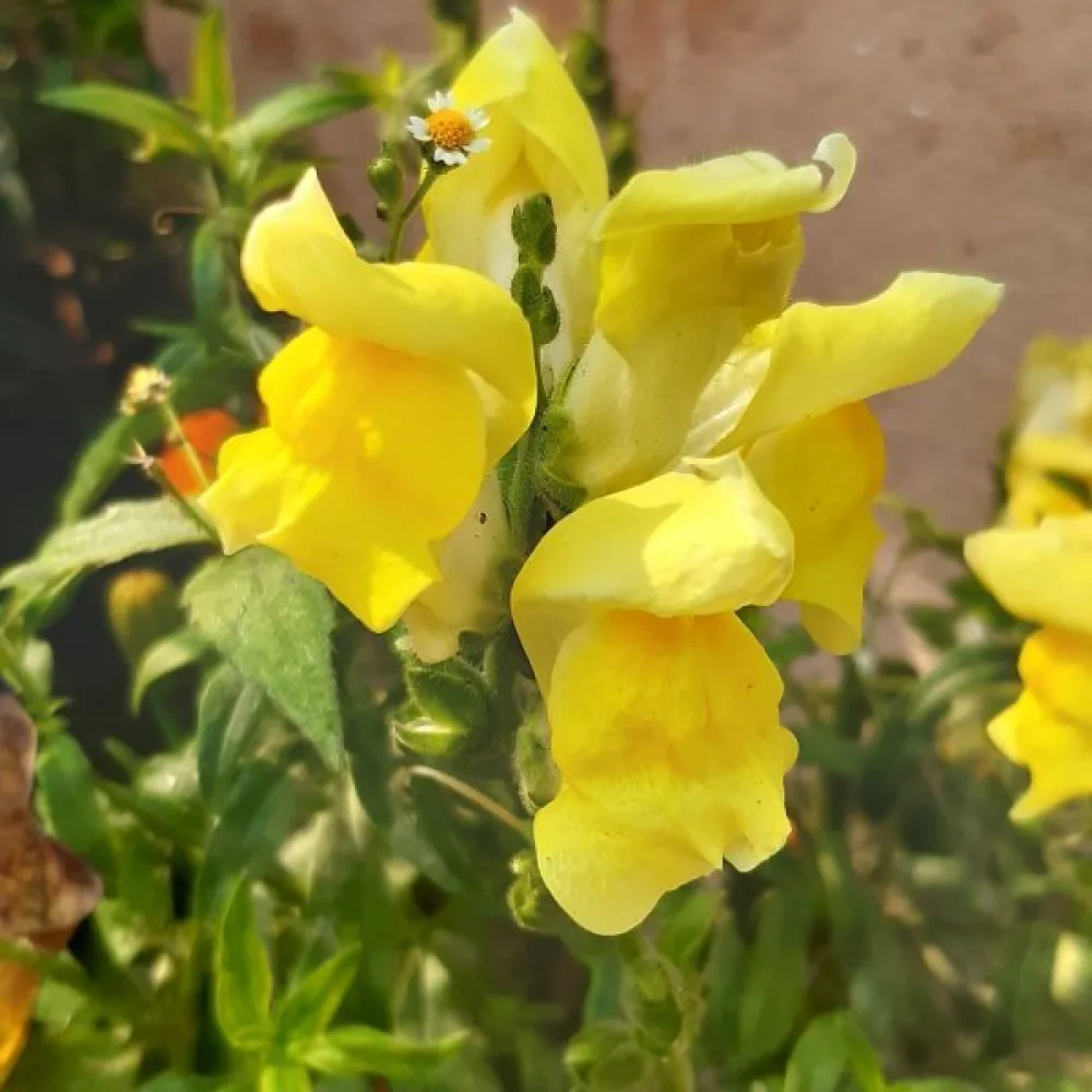 Lejongap 'Eldorado'
