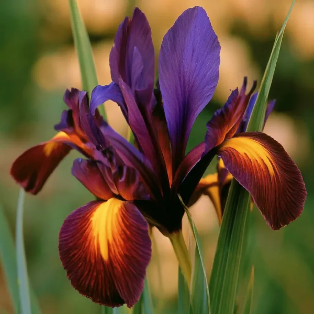 Iris 'Valentine Hollandica'