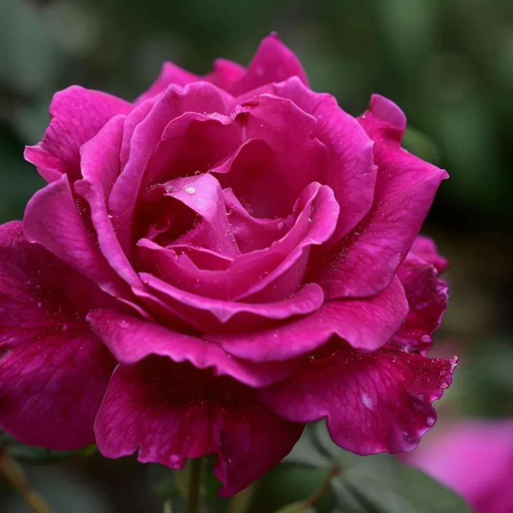 Ros 'The Pink Princess'