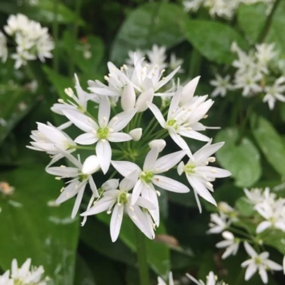Ramslök Allium ursinum