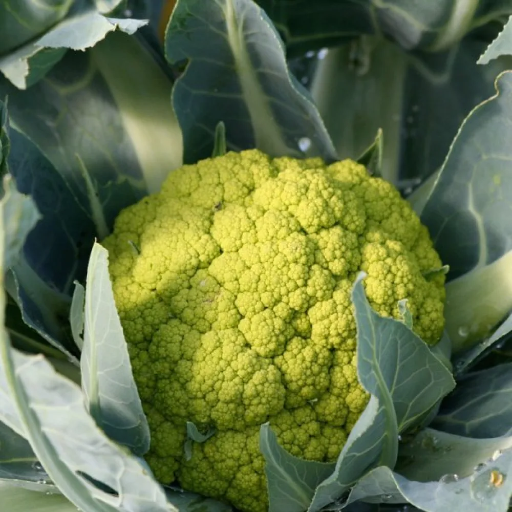 Blomkål 'Green Macerata'