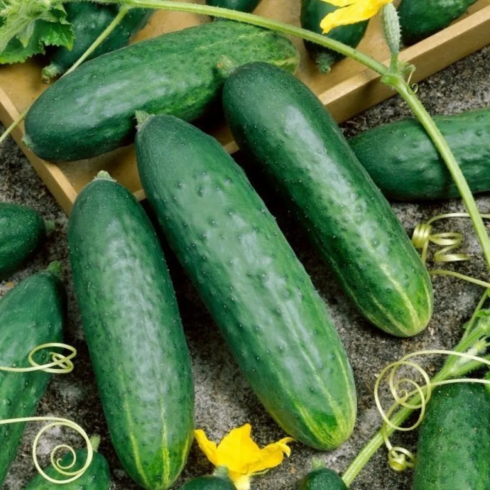 Gurka 'Delicius'