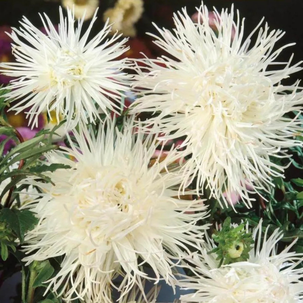 Sommaraster 'Ostrich Plume' vit