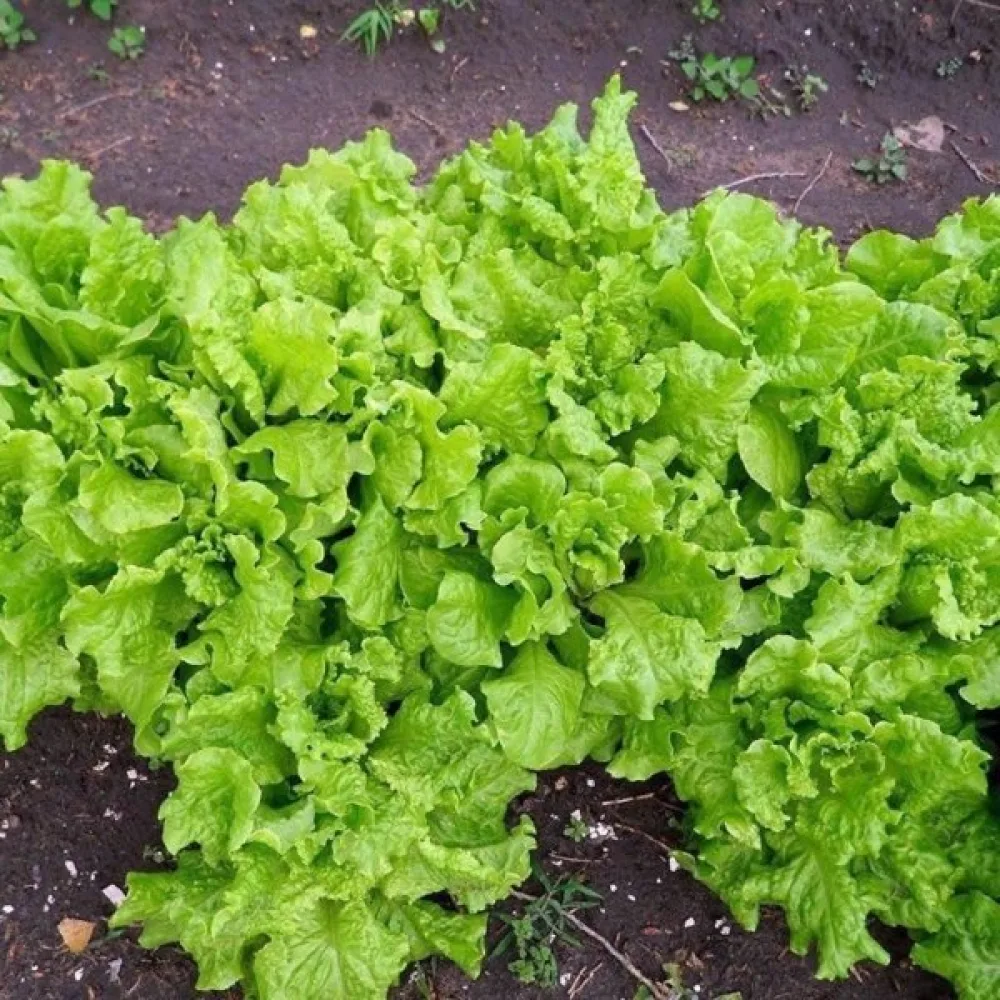 Sallad 'Grand Rapids'