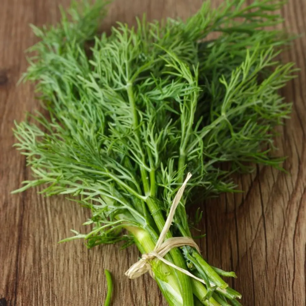 Vanlig dill