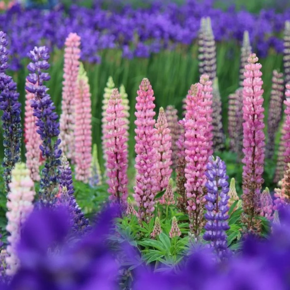 Lupin – sortblandning