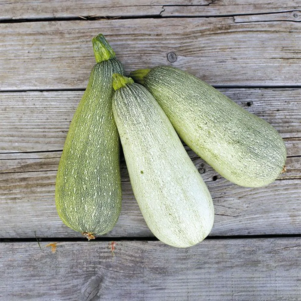 Zucchini 'Verde Chiaro d'Italia'