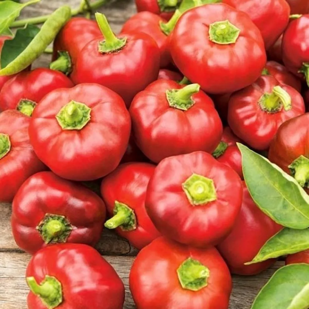 Tomatpaprika 'Topgirl'