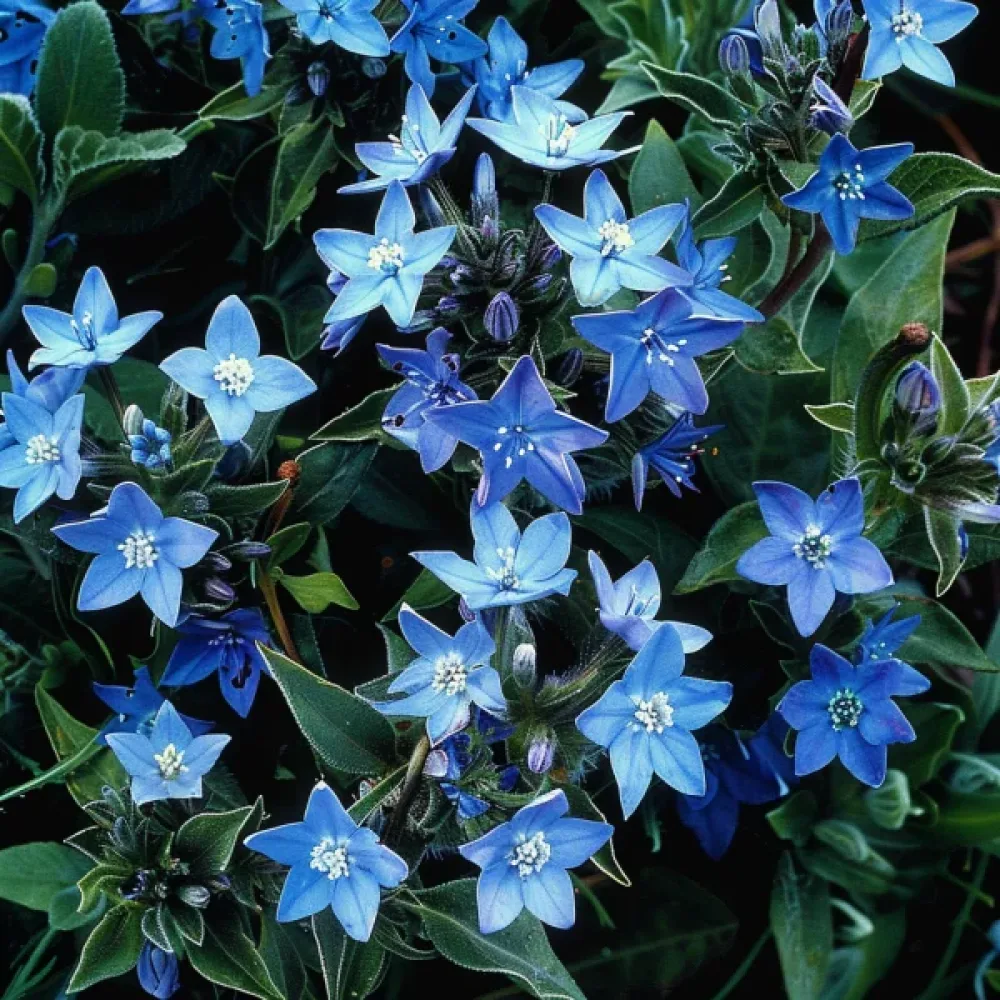 Tweedia 'Heavenly Blue'