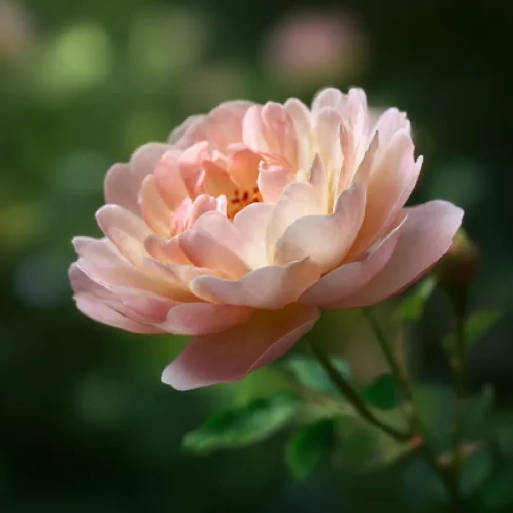 Ros 'Caramel Ray' – barrotad