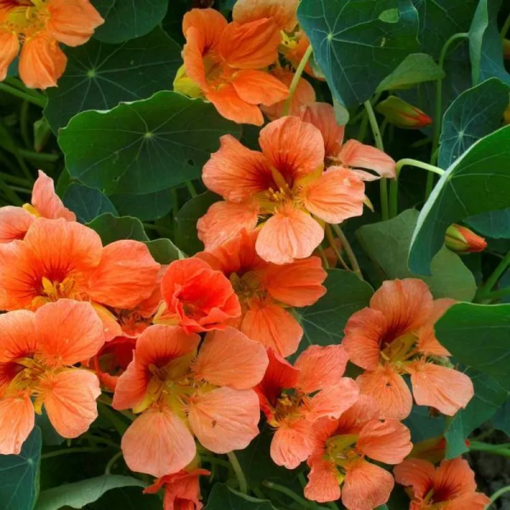 Krasse 'Vesuvius Salmon'