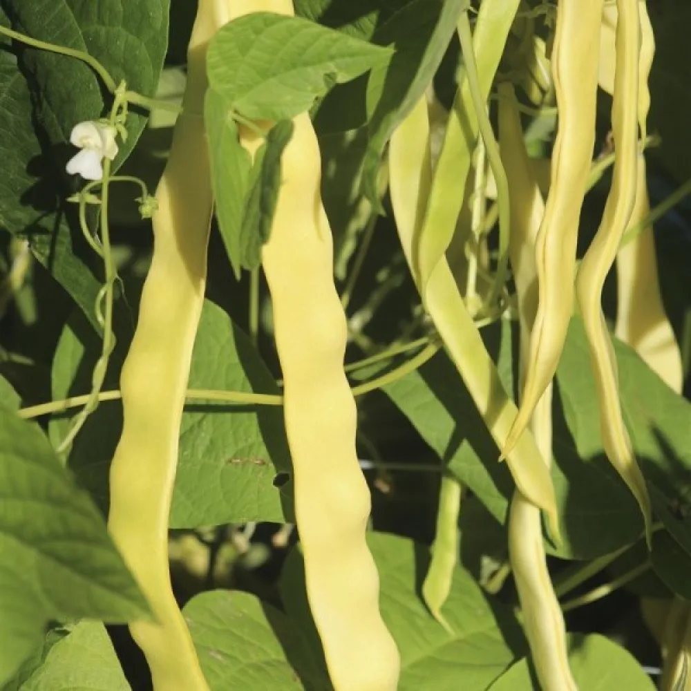 Störböna 'Goldmarie'