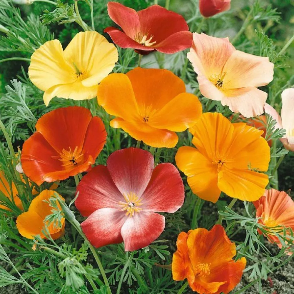 Sömntuta Eschscholzia californica, mix