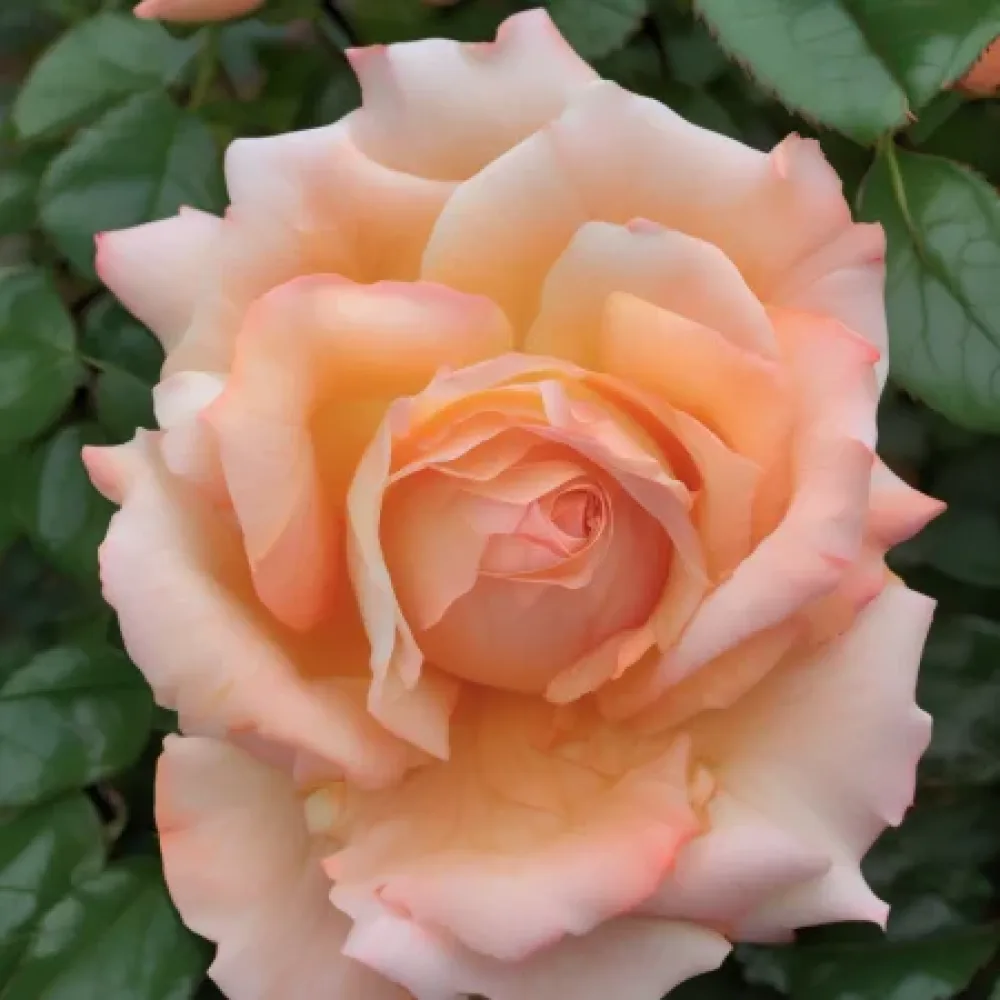 Ros 'Noble Peach'