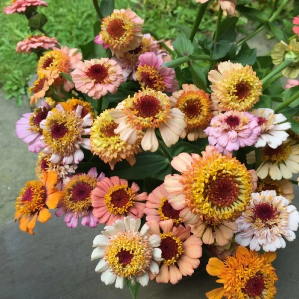 Zinnia 'Scabiosa' (blandning)