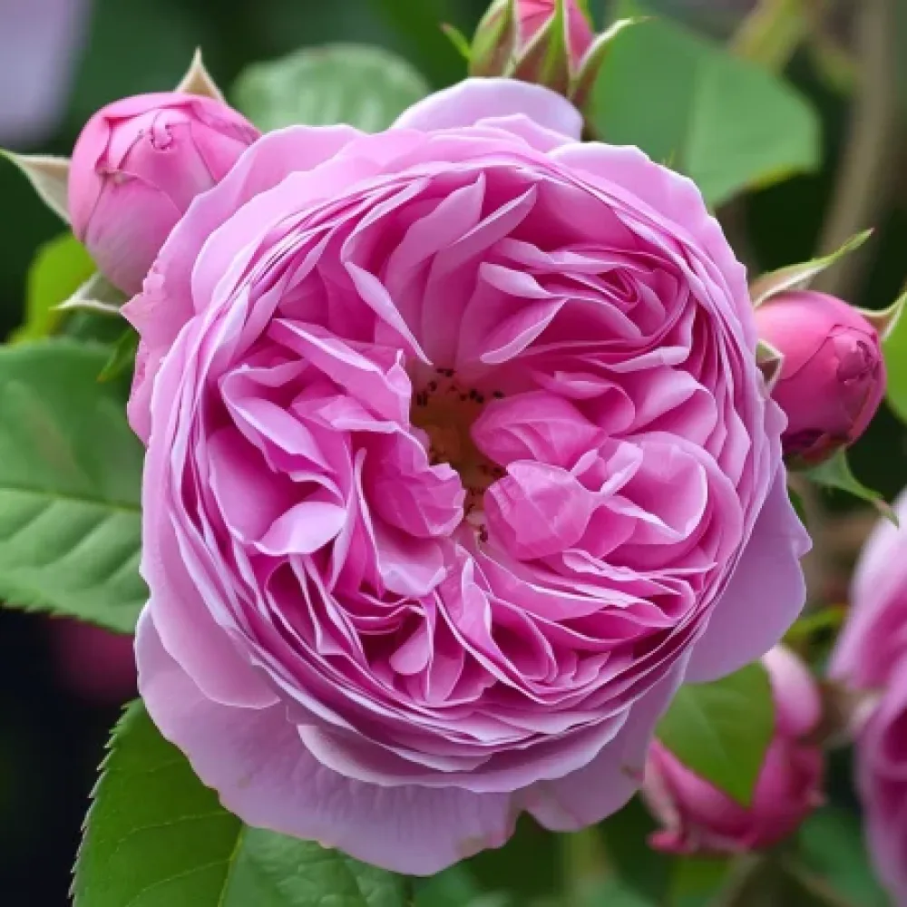 Ros 'Revival Blossom' – barrotad