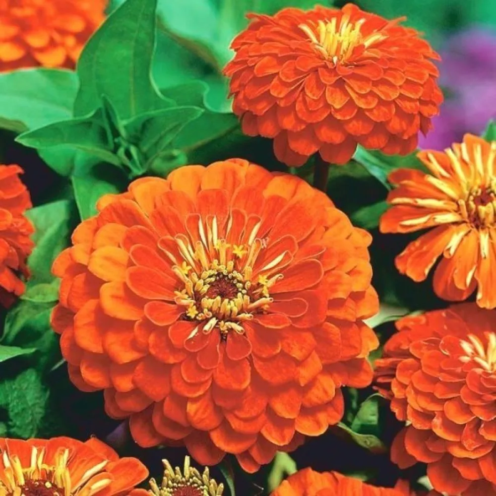 Zinnia 'Golden State'