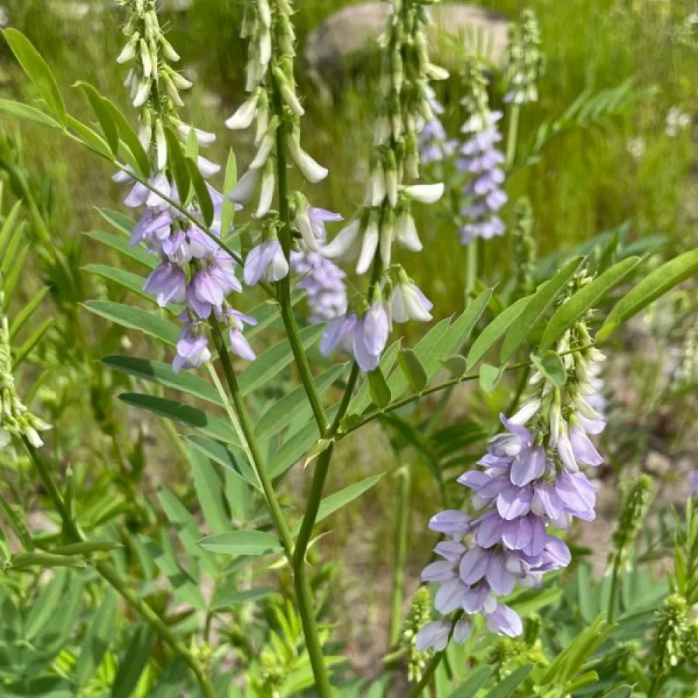 Getruta