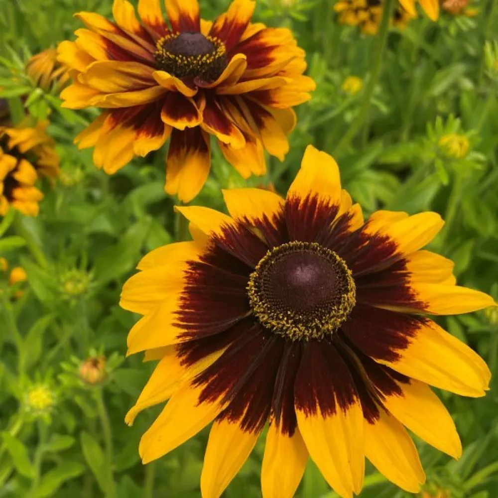 Sommarrudbeckia 'Kelvedon Star'