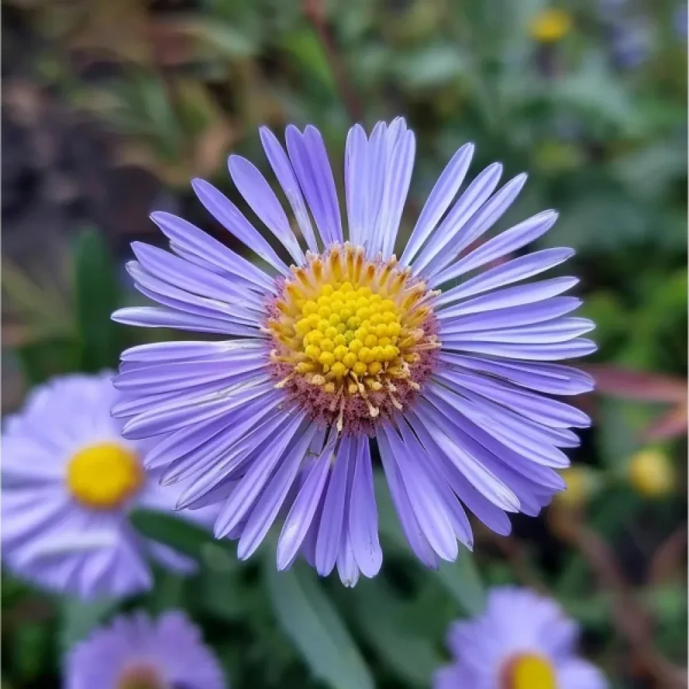 Erigeron, storblommig, blå