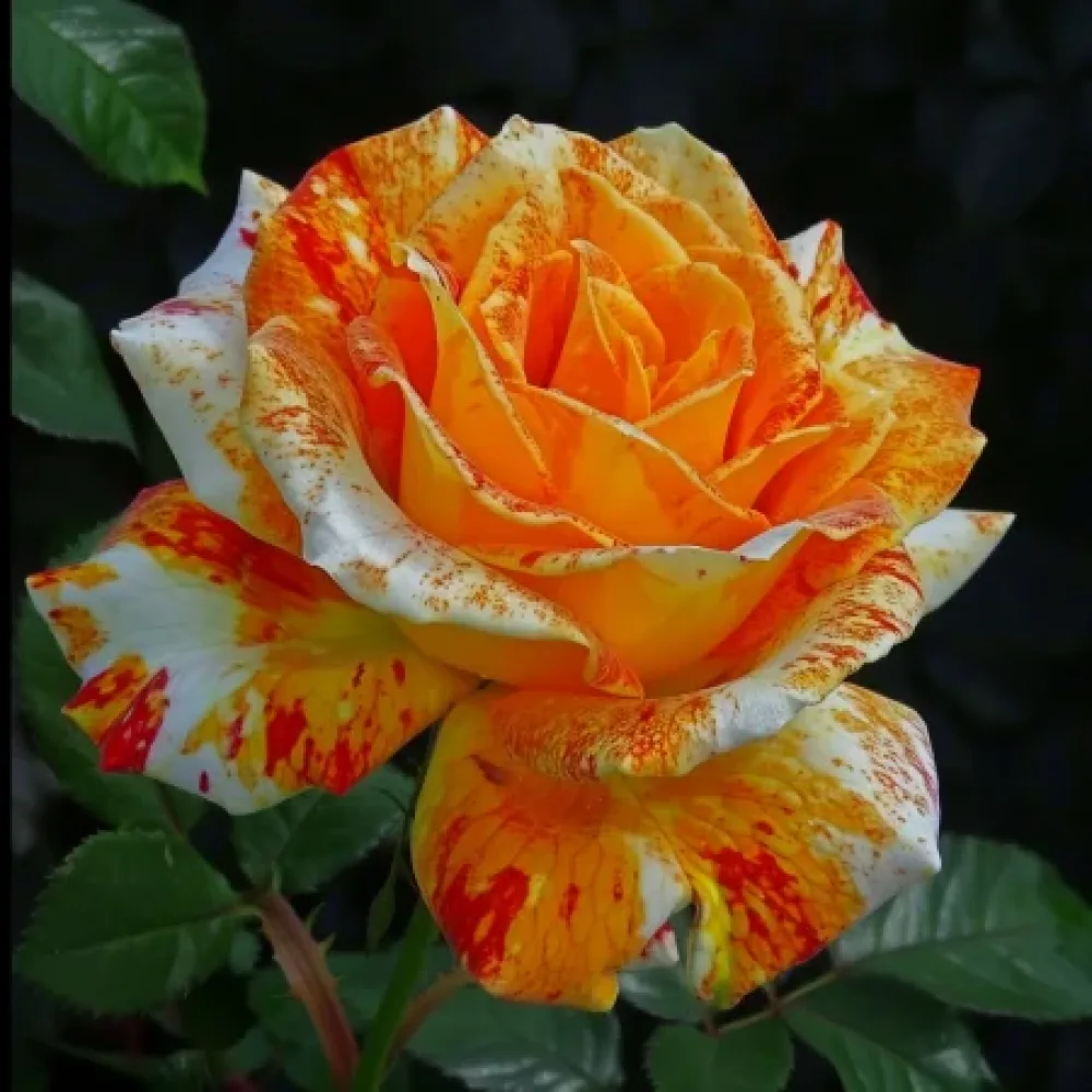 Ros 'Summer Memory' – barrotad