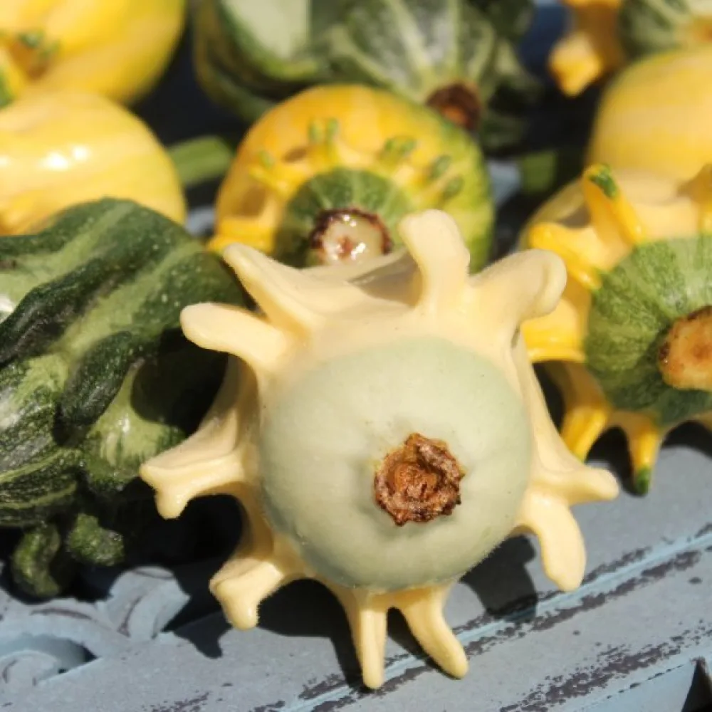 Pumpa 'Shenot Crowns of Thorns'