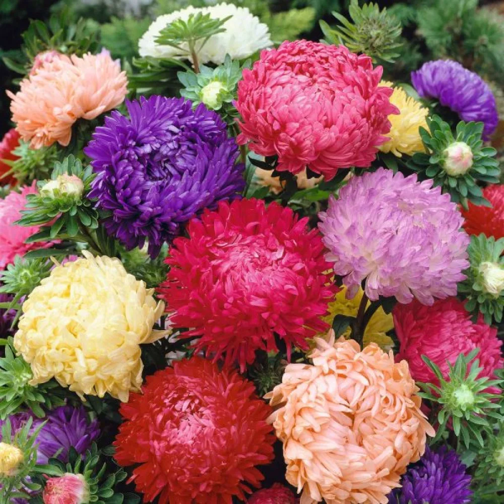 Sommaraster pionblommig – mix
