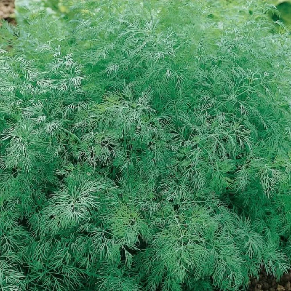 Dill 'Szmaragd'