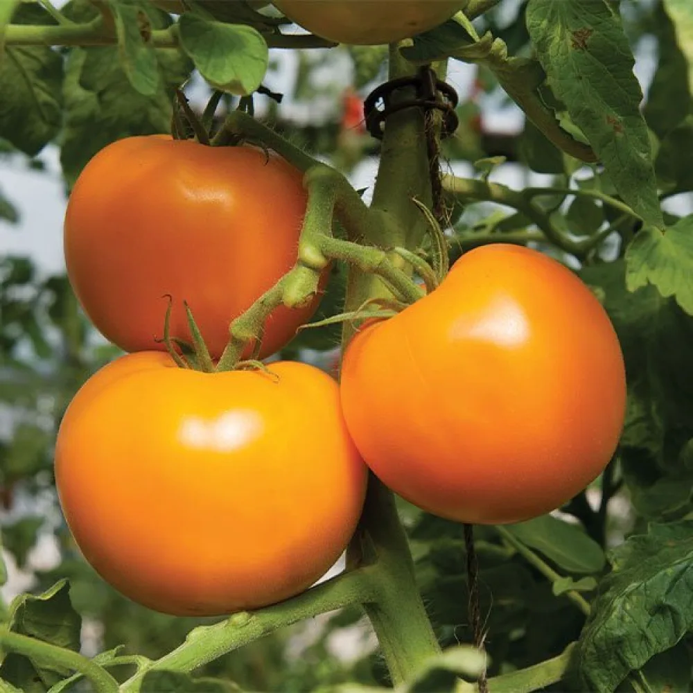 Tomat 'Orange Queen'
