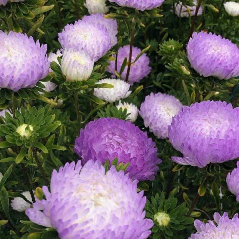 Sommaraster 'Apollonia' – silverrosa