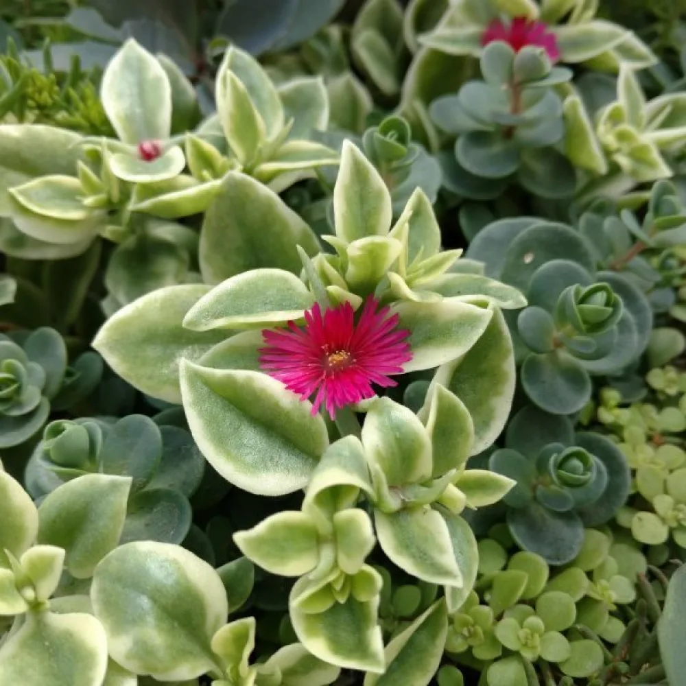 Middagsblomma Dorotheanthus bellidiformis, röd