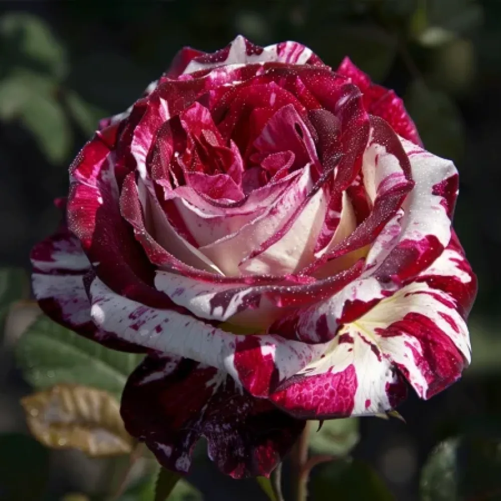 Ros 'Mystic Stripe' – barrotad